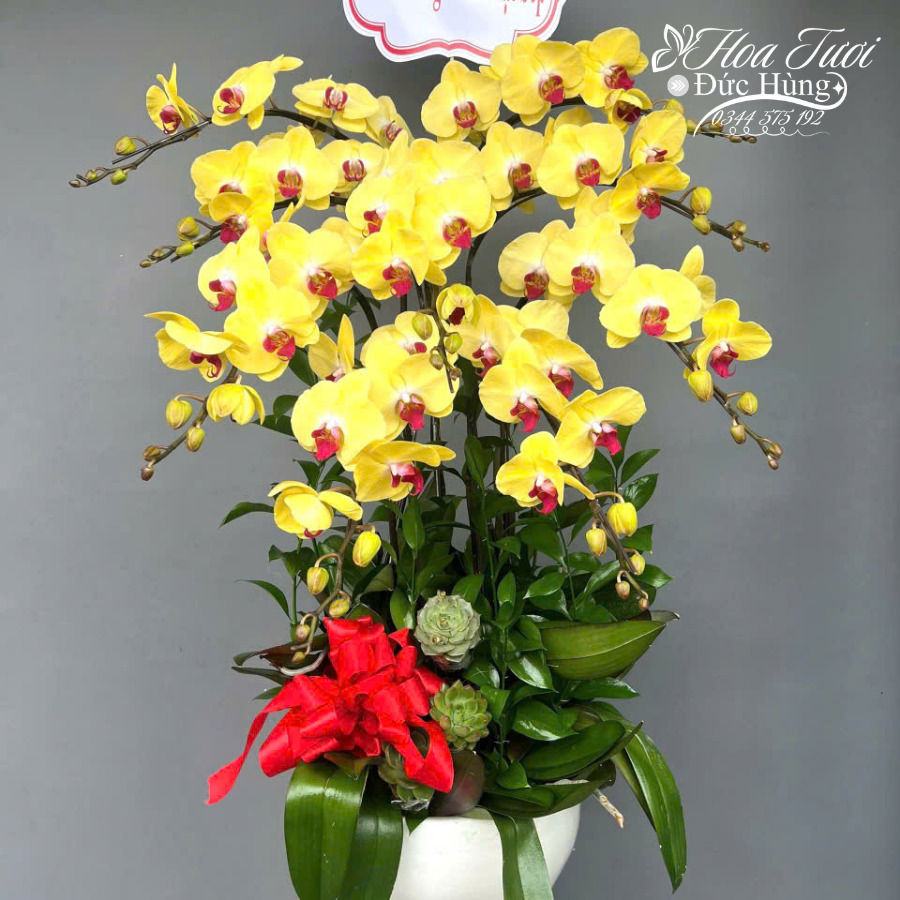 Chậu Lan Hồ Điệp 9 Cành